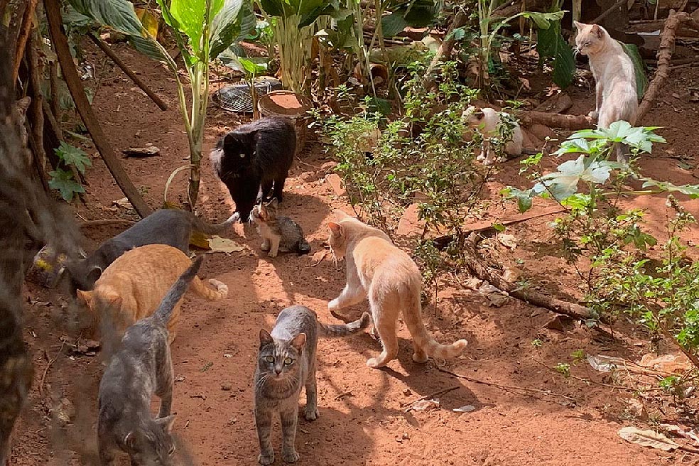 Casa com pelo menos 14 gatos, além de cachorros e galinhas; vizinhos reclamam do mau cheiro