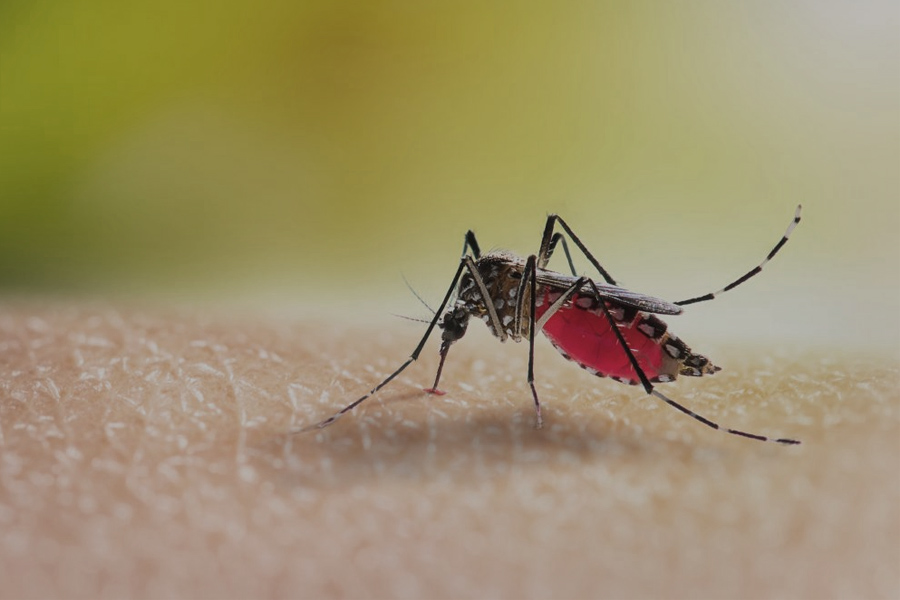 dengue